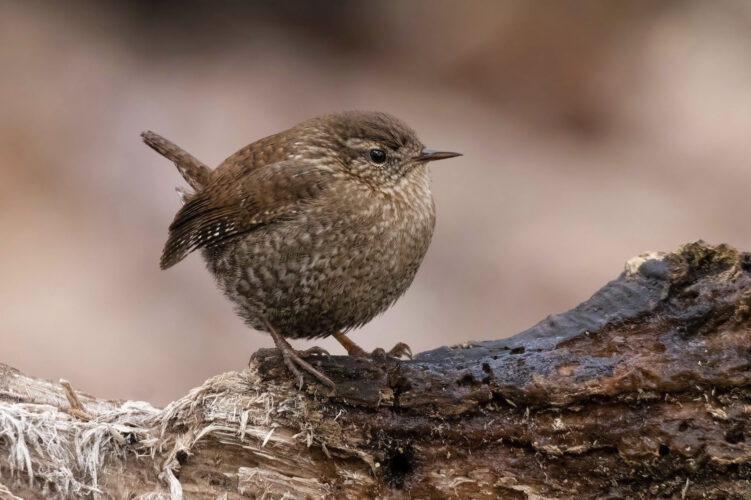 Gear, goods to celebrate birds and a big  global count